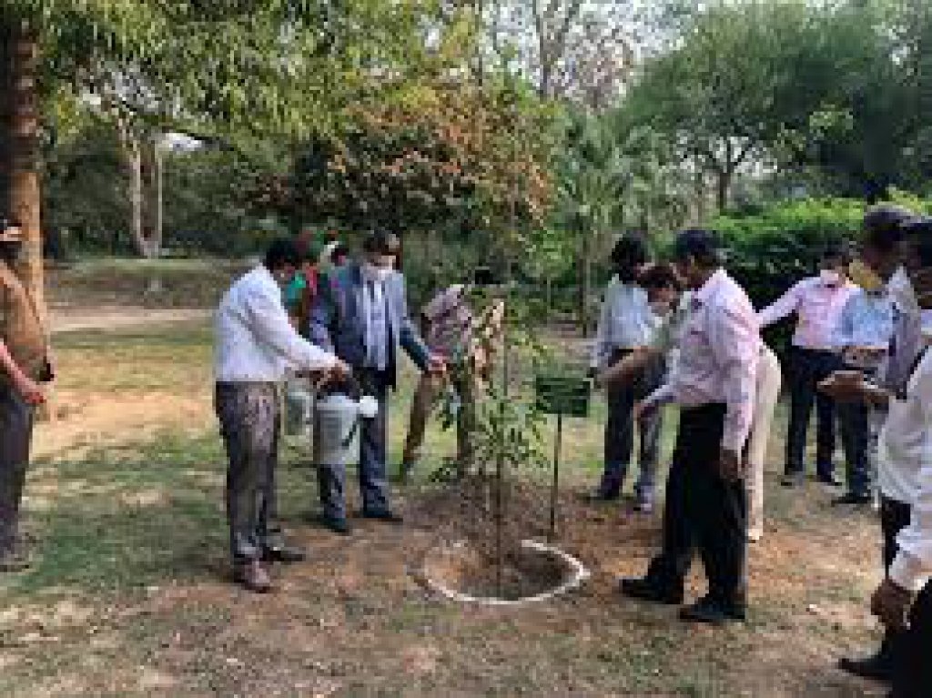 Tree Plantation Event