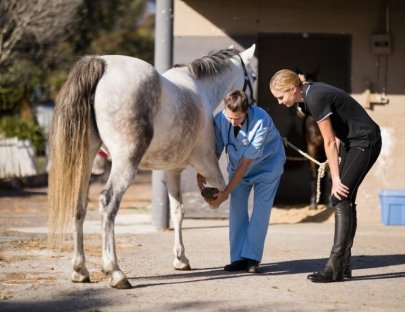 Need Horse Help Urgently in Rajkot